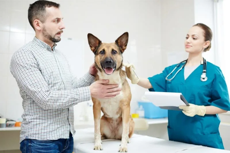 Making the Most of Your Pet's Routine Exam: What to Ask Your Vet