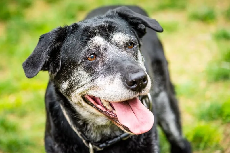 Dog Hip Dysplasia Surgery - Costs and Other FAQs