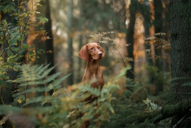 Hip Replacement Surgery For Dogs