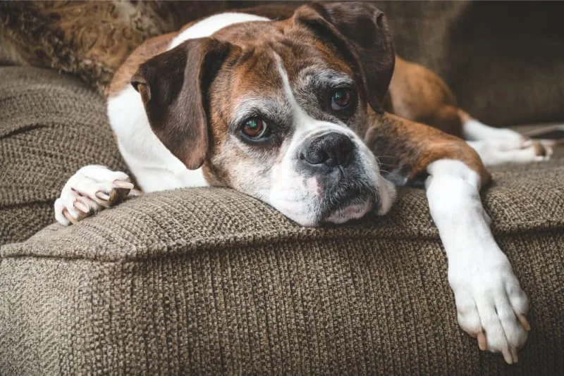 Weight Loss in Older Dogs: When to Worry