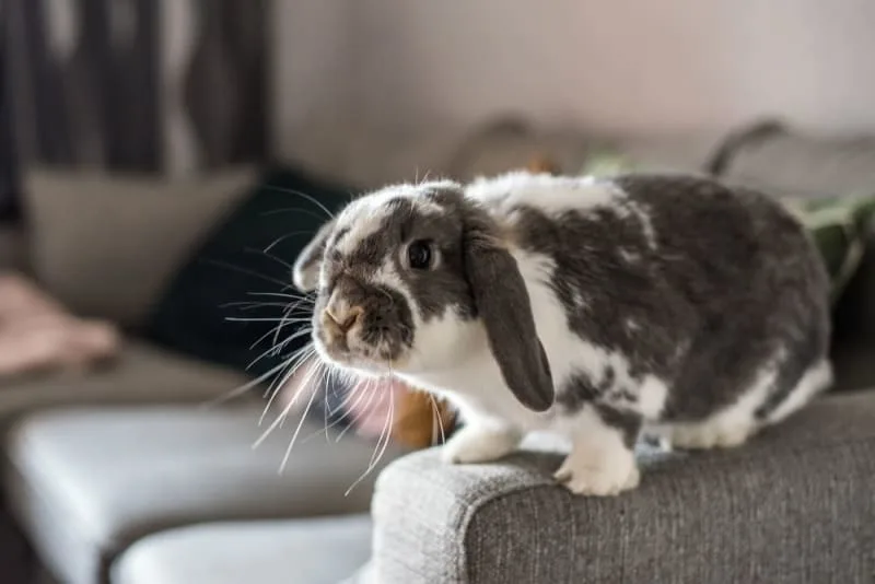 Rabbit Lifespan: How long do pet rabbits live?