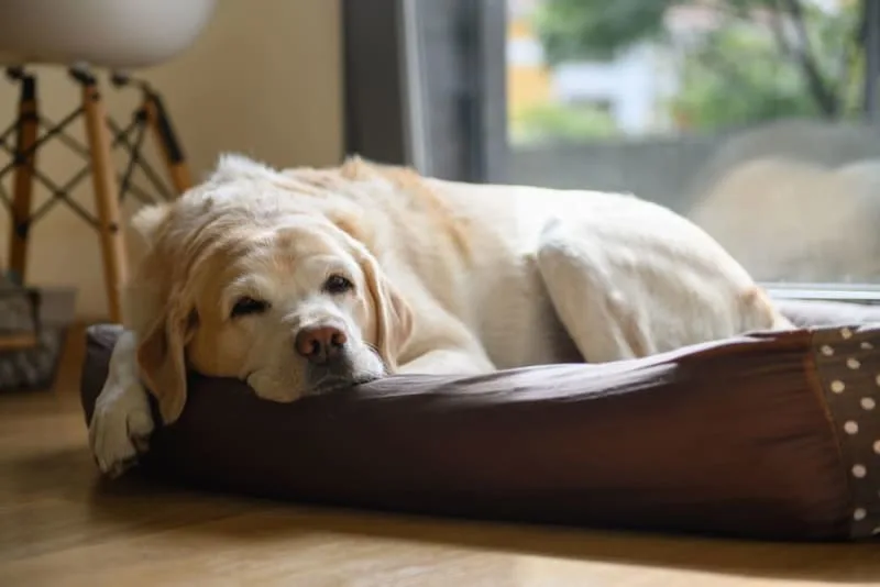 Weight Loss In Older Dogs: When To Worry