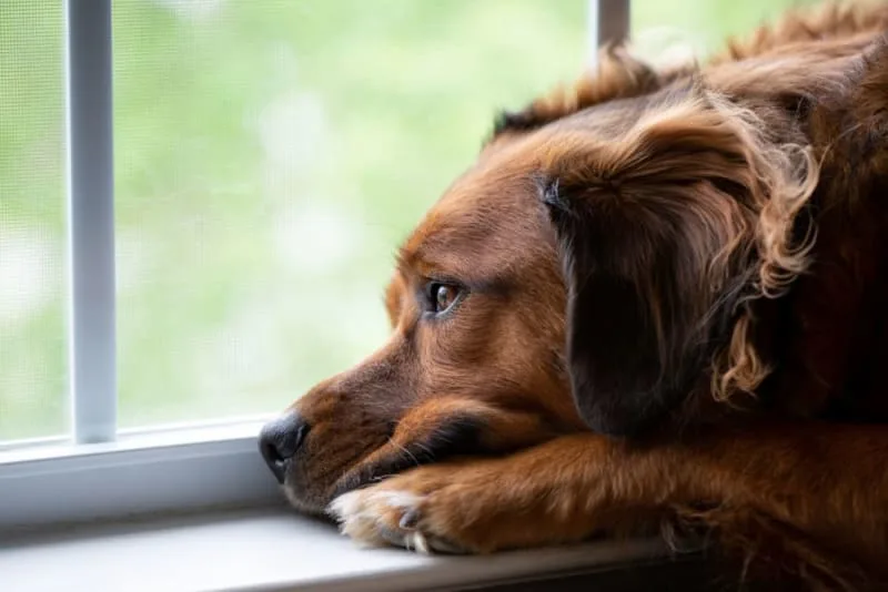 What are the signs a dog may be dying of cancer?