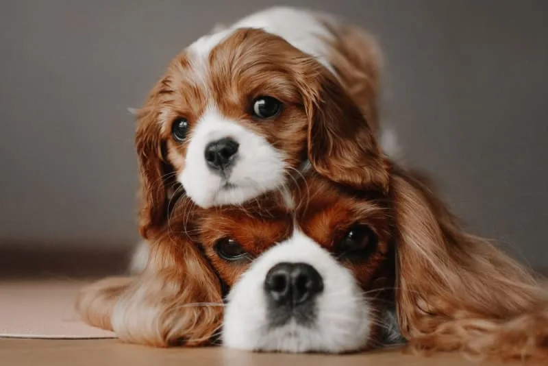 Vaccine Reactions in Dogs: Everything You Should Know