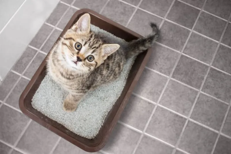 Toxoplasmosis in Cats