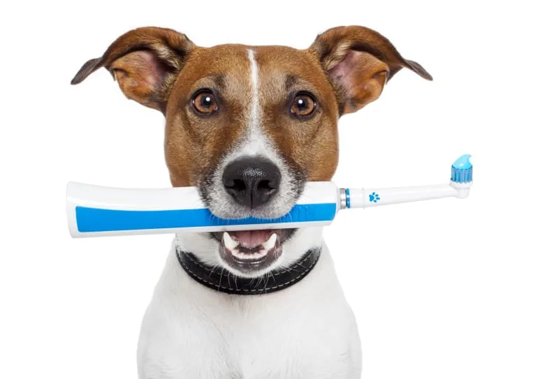 Do dogs need their teeth cleaned?