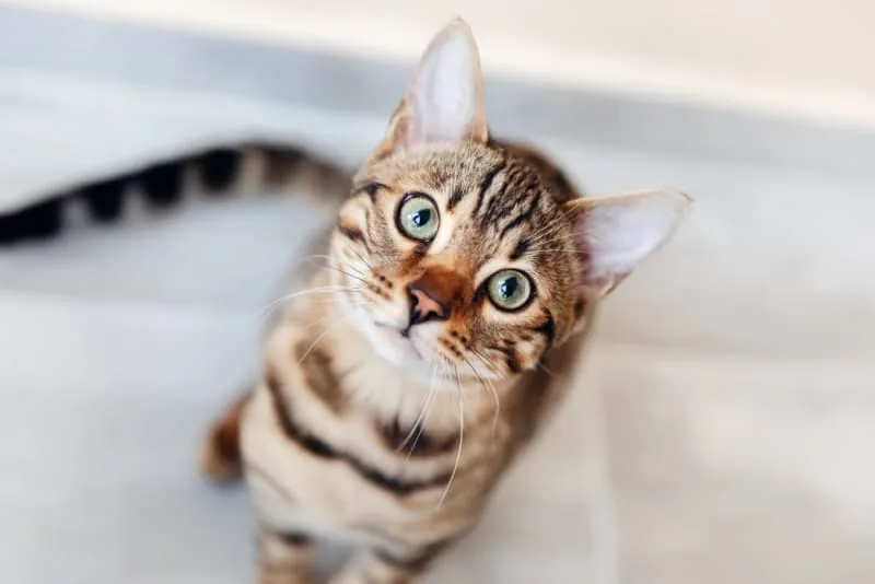 Cat Vaccination Schedule