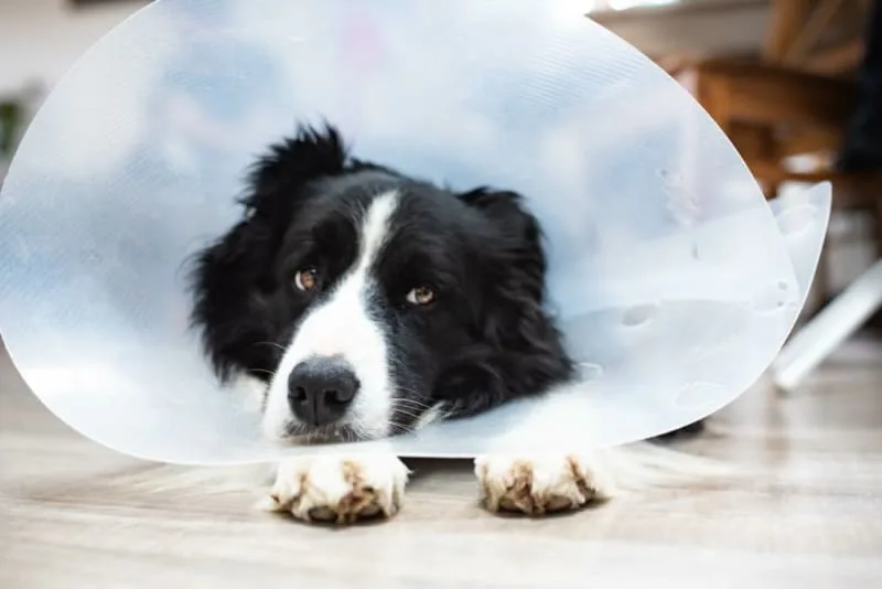 How Long Does Spaying Take?