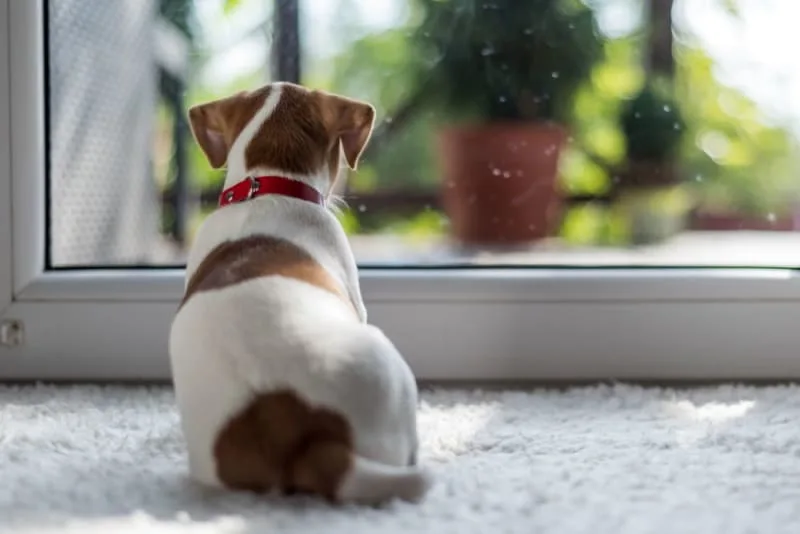 How Long Can You Leave a Dog Alone?