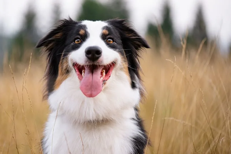 Blood Tests For Dogs - How To Understand The Results