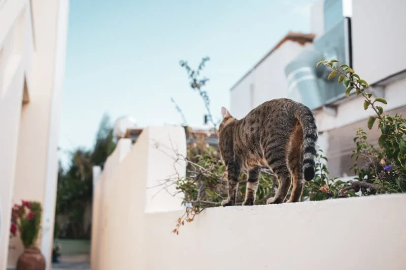Everything You Need To Know About Cat Wound Care