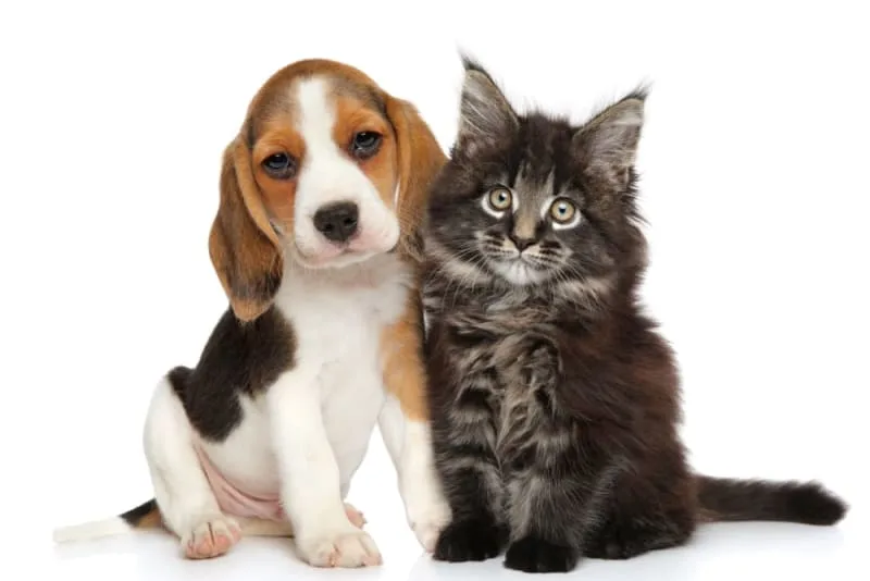 Why is my pet itchy after their vaccinations?