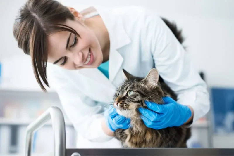 How Often Do You Take a Cat to the Vet?