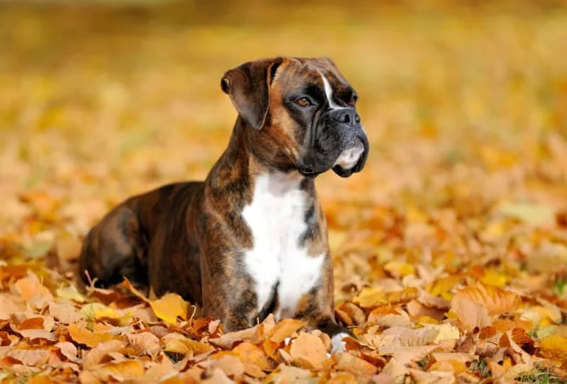 10 Best Guard Dogs for Families