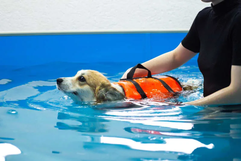 The Role of Pet Physical Therapy & Rehabilitation in Veterinary Services