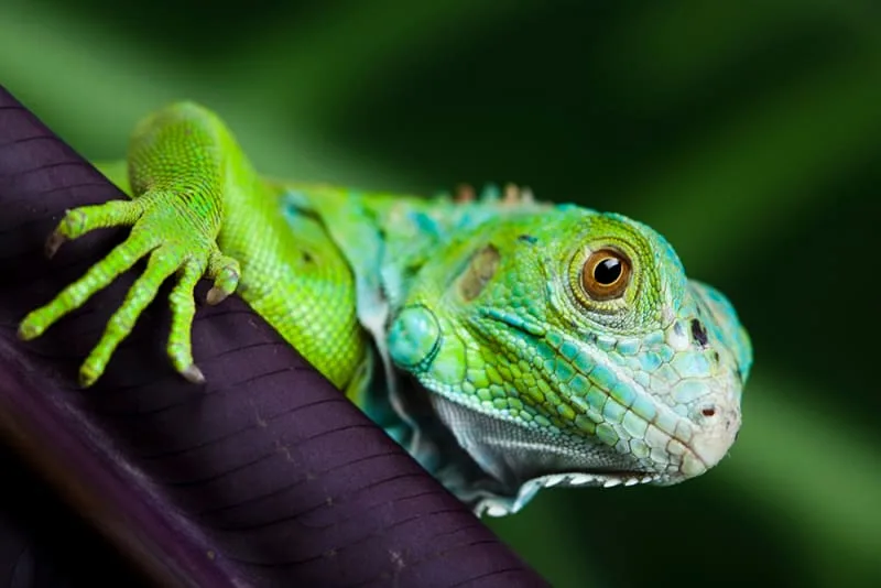 Considering getting a pet iguana? Here's what you need to know.