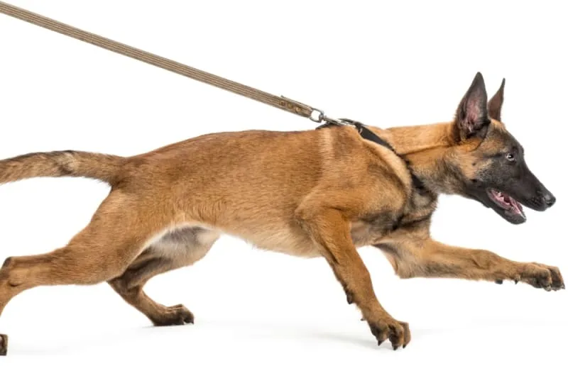 Behavior Problems in Cats & Dogs