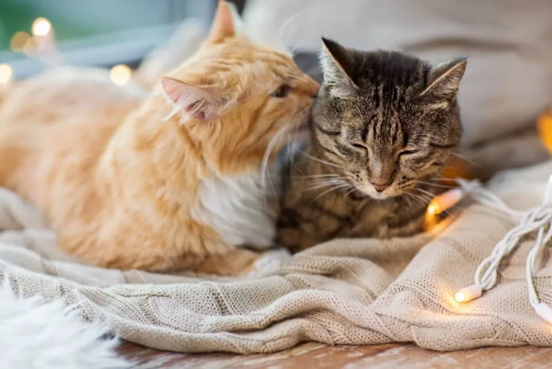 Does My Cat Need a Friend?