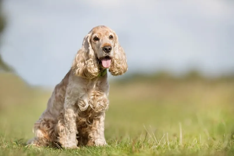 Old Dog Losing Weight? Here's Why.