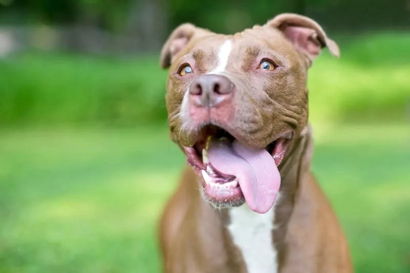 Cavities In Dogs - What They Are & How To Prevent Them