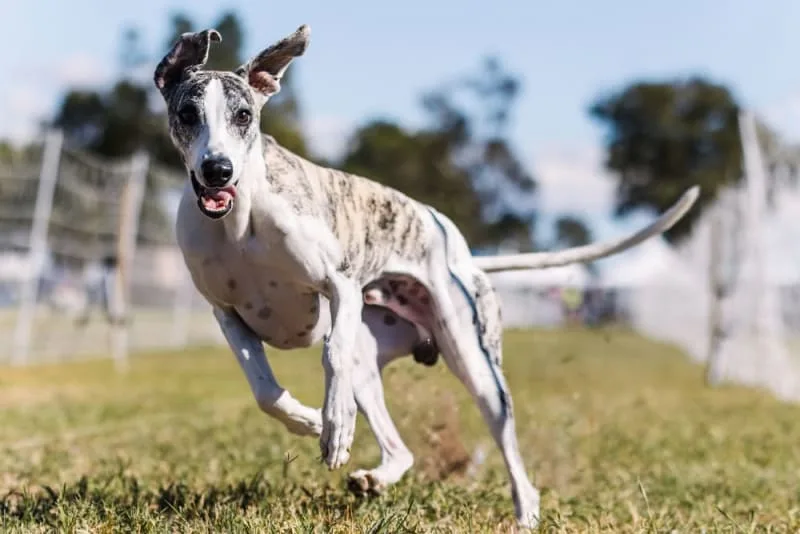 Weight Loss in Older Dogs: When to Worry