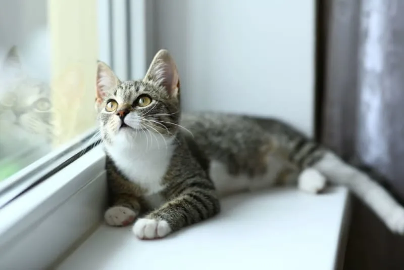How long can you leave a cat alone?