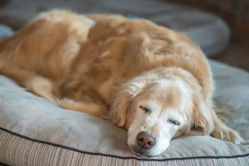 Cushing's Disease in Dogs