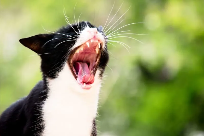 Cat Dental Care: Kitten Teething