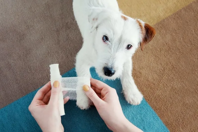A Guide on Giving Pets First Aid
