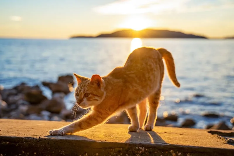 Where Can I Leave My Cat While On Vacation?