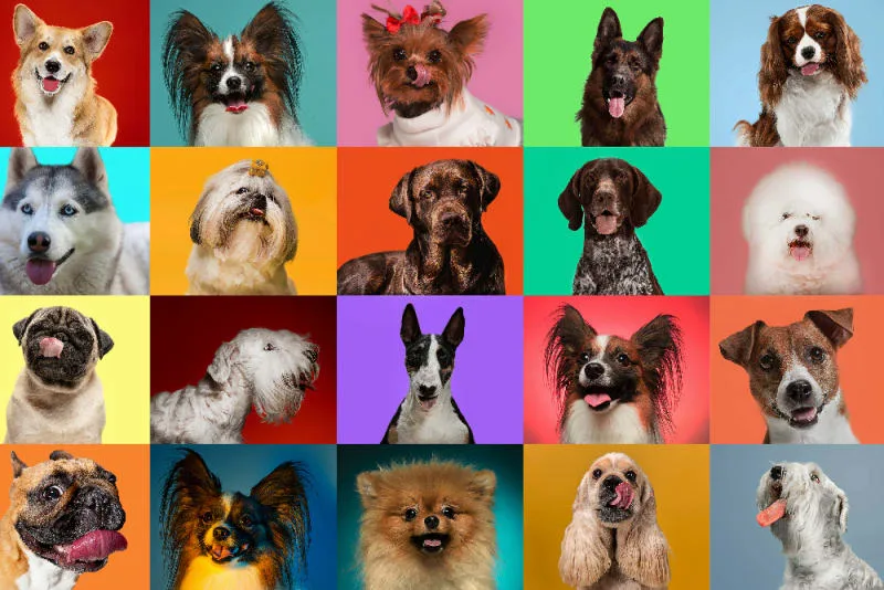 The Top Cutest Dog Breeds That Stay Small Forever