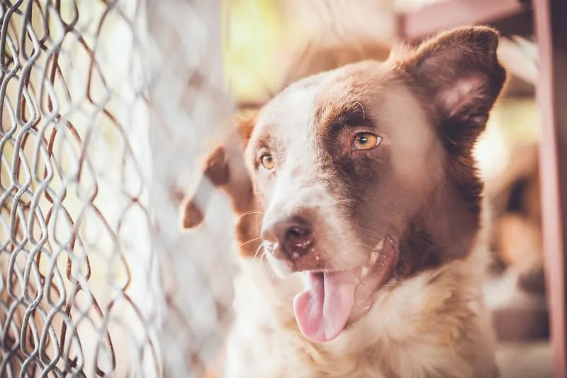 What is Medical Pet Boarding?