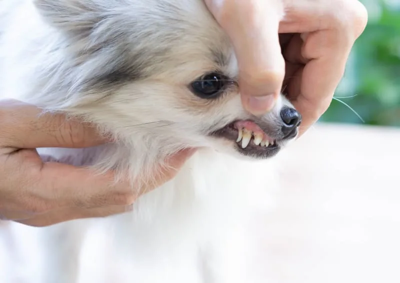 How Many Teeth Do Dogs Have?