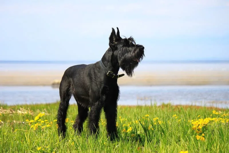 Hyperthyroidism in Dogs: Symptoms, Treatment & Prognosis