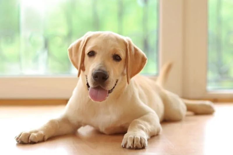 What to Do if Your Dog Ate Gum
