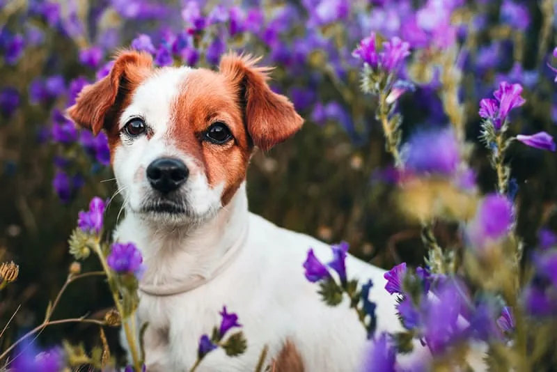 How to Prevent Parasites in Dogs