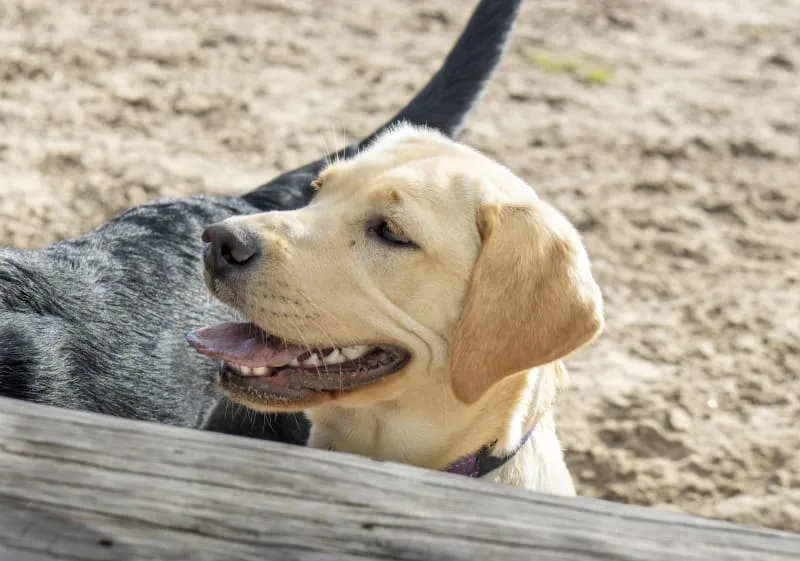 Cavities in Dogs: Causes, Symptoms & Treatment