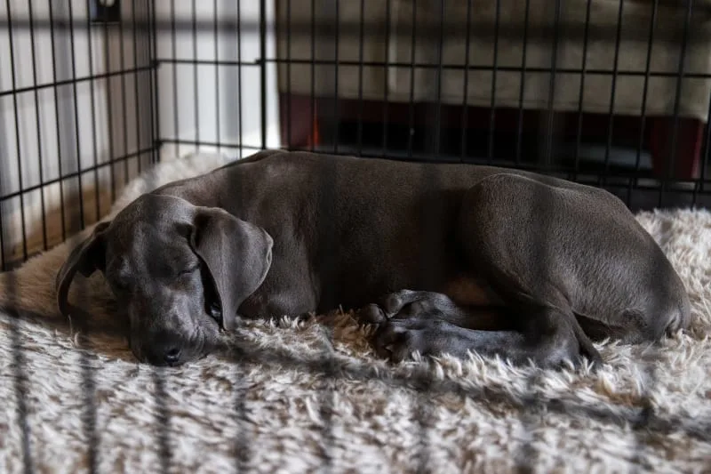Helping Your Dog Recover From Surgery