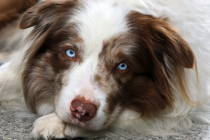 Dental Disease in Dogs - Spotting Signs of Dog Teeth Problems
