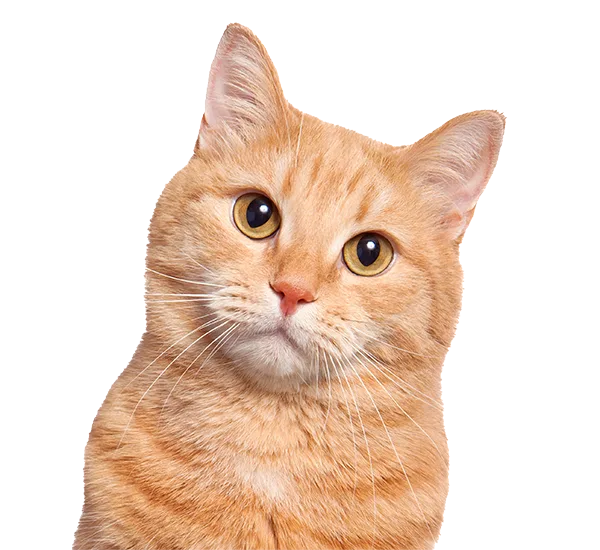 Orange tabby cat with amber eyes