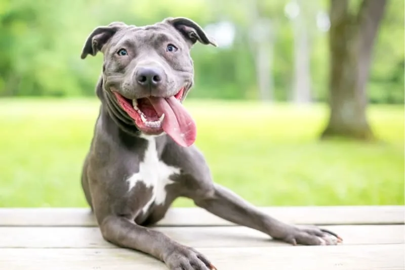 Pet Wellness Plans vs Pet Insurance