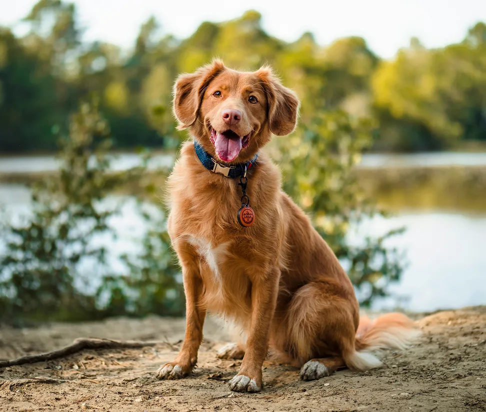 Reddish-brown retriever sitting on sand by the water, mouth open
