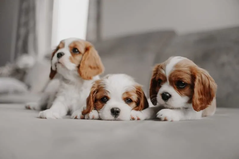 The Top Cutest Dog Breeds That Stay Small Forever