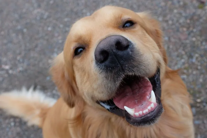 Periodontal Disease in Dogs