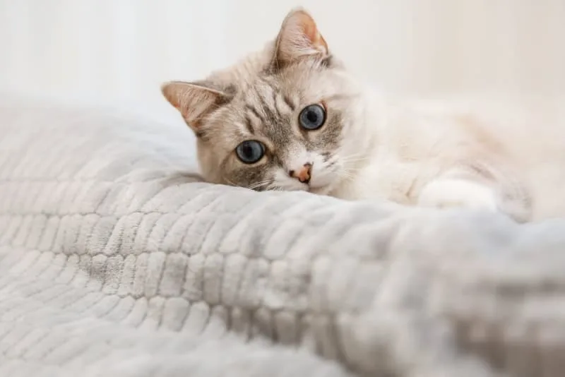 Should I get my indoor cat vaccinated?