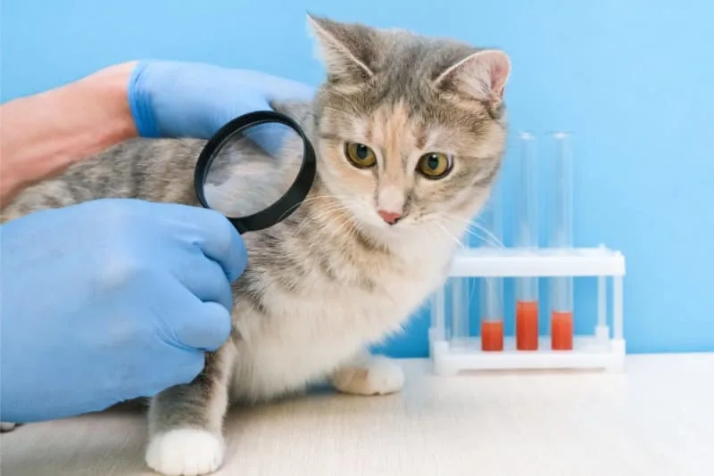 Cat Skin Allergies