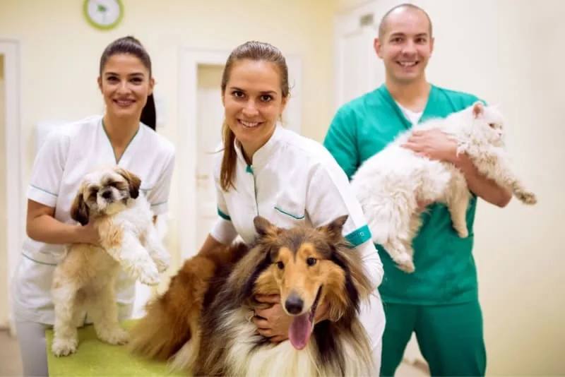 What to Expect When You Attend a Wellness Exam for Your Pet