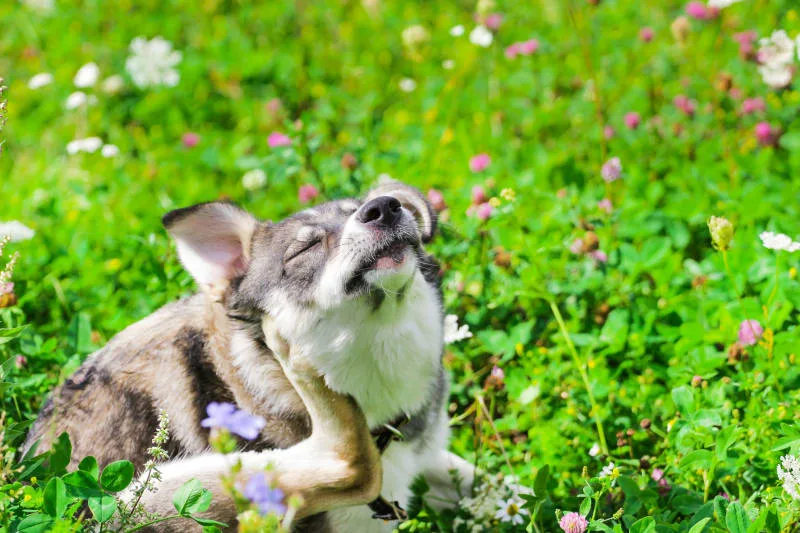 Helping a Dog With Allergic Dermatitis