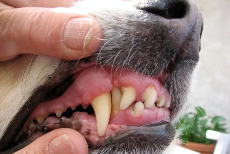 Common Dental Problems in Dogs