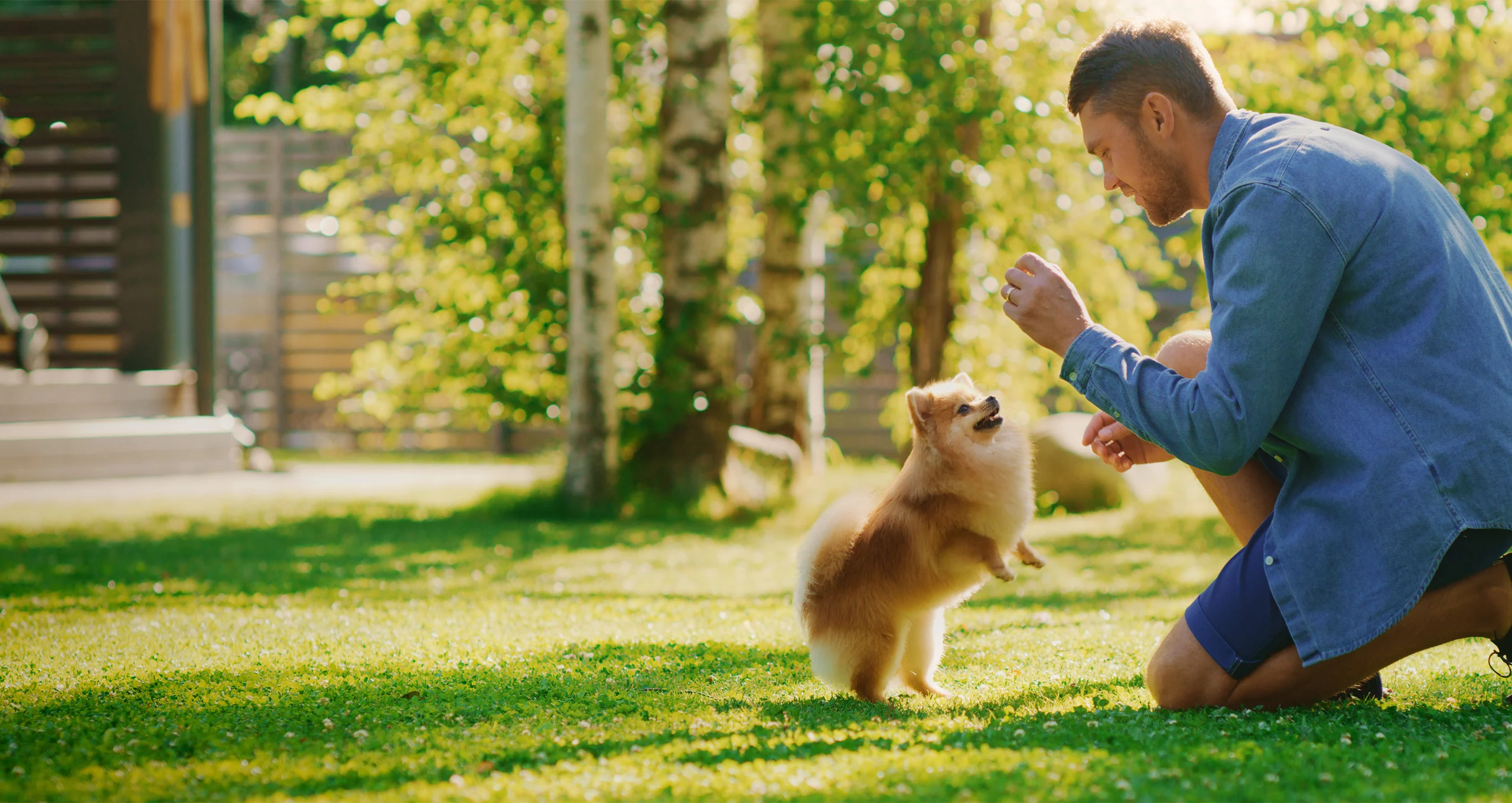 h man giving treat to pomeranian in backyard
